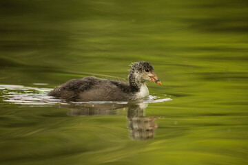 Eurasian coot
