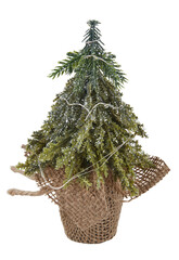 Christmas tree in a mesh pot cut out isolated transparent background