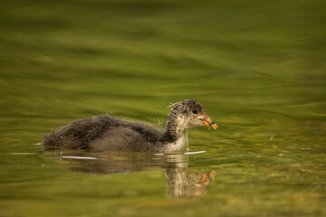 Eurasian coot