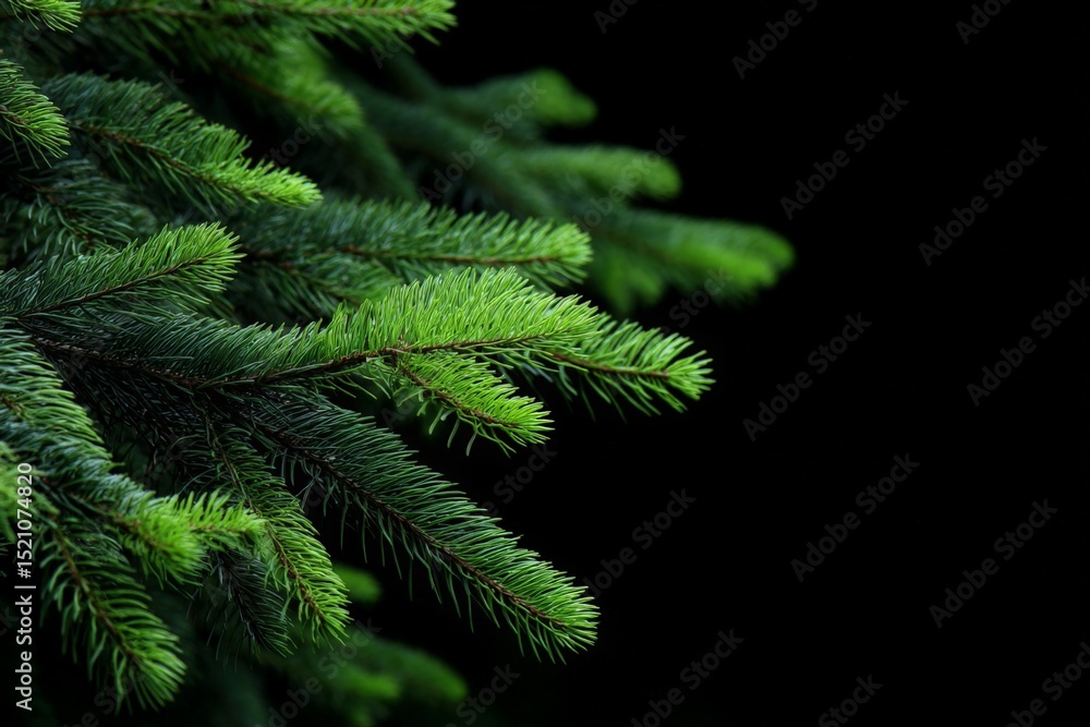 Poster lush evergreen branches captured against a dark background in a serene natural setting