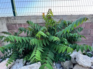 Ailanthus altissima, known as tree of heaven, with compound leaves growing vigorously in an urban...