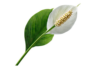 Spathiphyllum Leaf