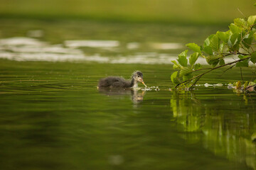 Eurasian coot