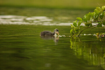 Eurasian coot