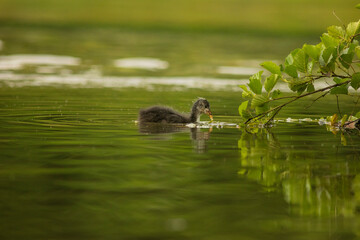 Eurasian coot