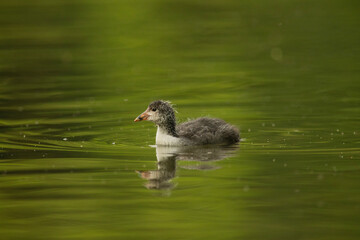 Eurasian coot