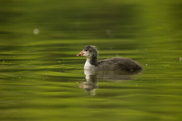 Eurasian coot