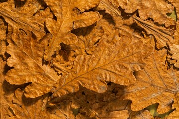 Dry oak leaves on a dark autumn background. Abstract texture