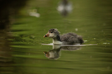 Eurasian coot