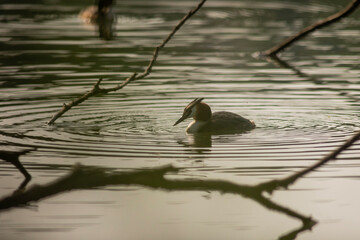 Great crested grebe