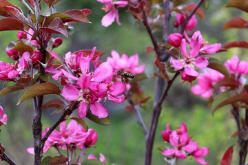 A bee with lumps of pollen flies up to pink flowers of the Kitayka apple tree on a cloudy spring day. Insects, pollination of fruit trees - color horizontal photo, close-up