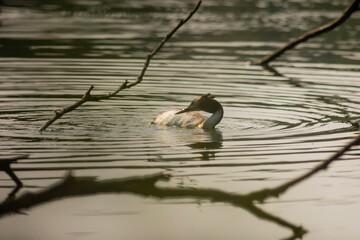 Great crested grebe