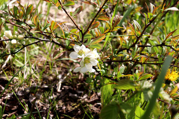 Blooming quince bush with white flowers on a sunny spring day in the garden - horizontal color photo, close-up