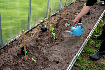 An elderly farmer in rubber boots waters planted watermelon sprouts in a greenhouse. Agriculture, a man's hand with a watering can - horizontal photo, close-up