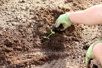 Male hands in gloves add soil to a watermelon sprout planted in a bed in a greenhouse. Planting a plant, agriculture - horizontal photo, close-up