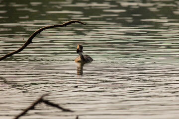 Great crested grebe