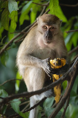 Wild Monkeys and Macaques in Natural Habitat – Wildlife and Nature Photography