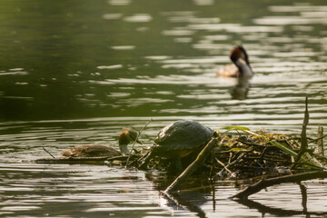 Great crested grebe