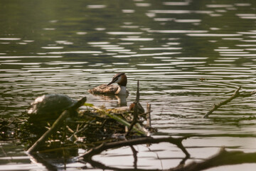 Great crested grebe