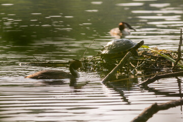 Great crested grebe