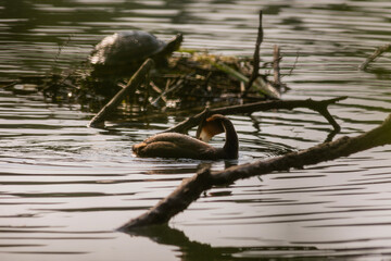 Great crested grebe