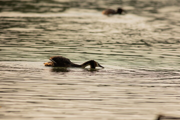 Great crested grebe
