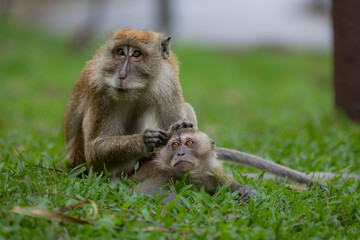 Wild Monkeys and Macaques in Natural Habitat – Wildlife and Nature Photography