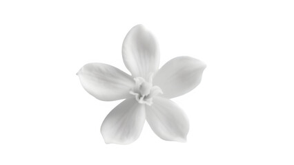 white frangipani flower