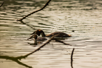 Great crested grebe