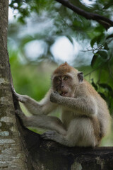 Wild Monkeys and Macaques in Natural Habitat – Wildlife and Nature Photography