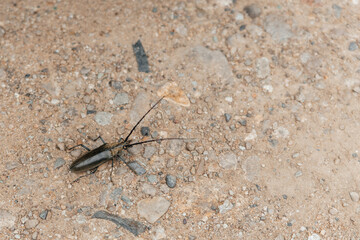 Bug is on the ground. It is black and brown. It is on a rock. It is on a dirt road