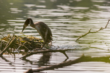 Great crested grebe