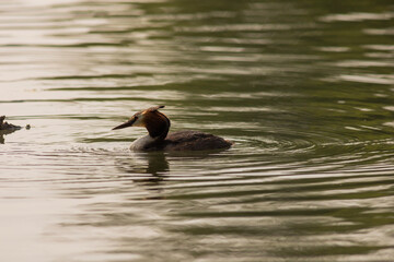 Great crested grebe