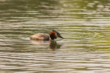 Great crested grebe