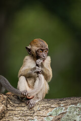 Wild Monkeys and Macaques in Natural Habitat – Wildlife and Nature Photography