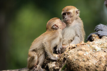 Wild Monkeys and Macaques in Natural Habitat – Wildlife and Nature Photography