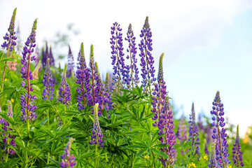 Purple lupine flowers blooming on a summer mountain meadow. Wildflowers in green grass