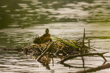 Great crested grebe