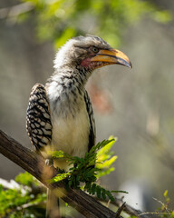 Southern yellow-billed hornbill sitting on a tree branch