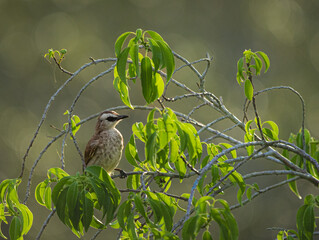 Bird photography that i took