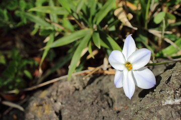 自然の中で咲くハナニラの生命力溢れる姿