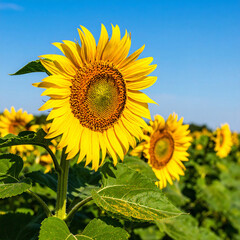 Obraz premium Vibrant sunflowers stretch towards the clear blue sky. Represents optimism, growth, and summer vibes. Ideal for projects related to nature, agriculture or positive emotions.