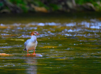Common merganser female standing on a rock in the middle of the Oconaluftee River in the Great Smoky Mountains