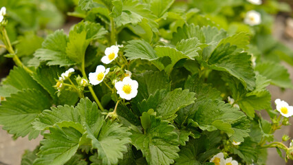 Strawberry plant. Blossoming of strawberry. Blooming White strawberry flower bushes. Summer sweet strawberry seedlings flower, flowering garden berries.