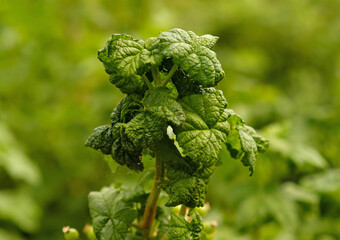 Curled currant leaf from fungal disease or aphids. Symptoms of damage - twisted and redness leaves...