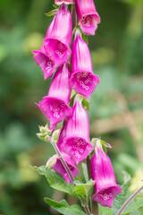 Bright pink foxglove flowers blooming in a lush garden during a sunny afternoon © Heart in pictures