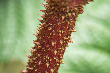 Intricate details of a spiky plant stem showcasing nature's unique textures