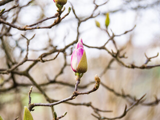 Springtime magnolia bud preparing to bloom in a tranquil garden setting