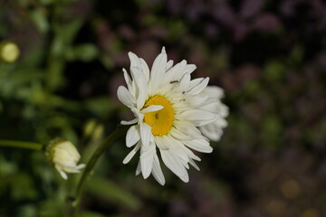 daisy on the wind with ants 