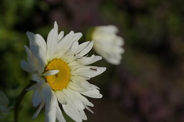 daisy on the wind with ants 